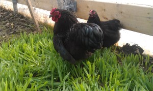 Our Bantam Black Wyandottes nibbling on fresh barley grass in the greenhouse.